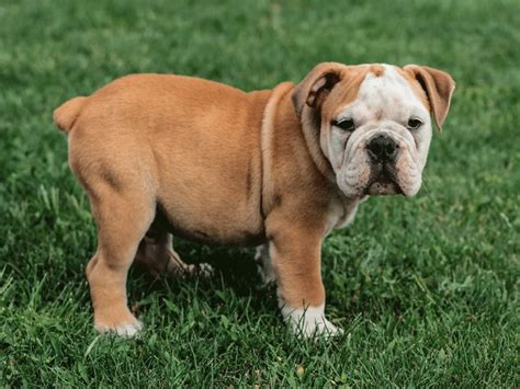 Are Olde English Bulldogs Born With Tails