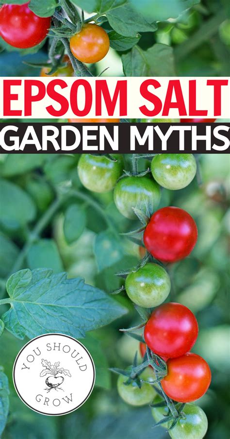 Epsom Salts In Tomato Plants