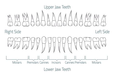 The 4 Types Of Teeth And Their Important Roles In Digestion Tc Dental Group