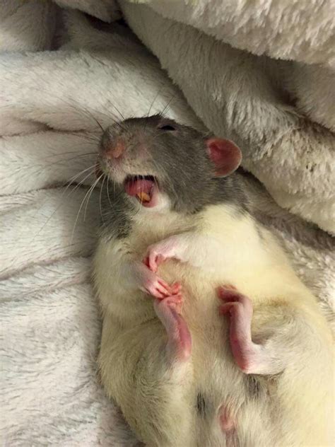 Laughing Rat Pet Rats Cute Rats Baby Rats