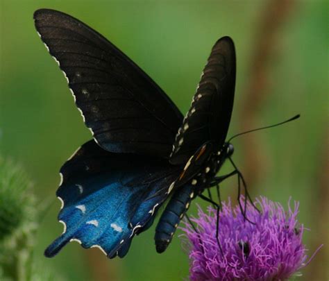 Black And Dark Colored Butterfly Identification Guide With Photos