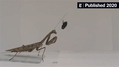 Lesson Of The Day ‘praying Mantises More Deadly Than We Knew The
