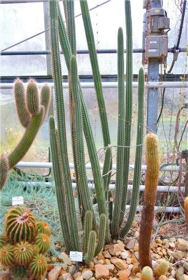 Unusual And Exotic Cacti Plants From Seeds