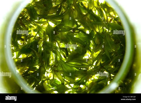 Chinese Teastill Life Stock Photo Alamy