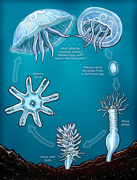 The Immortal Jellyfish Album On Imgur Fish Life Cycle Medusa Ocean