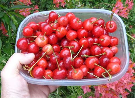 Get free organic tart cherries on $165 or more at nwwildfoods.com. Growing Greener in the Pacific Northwest: Cherries and ...