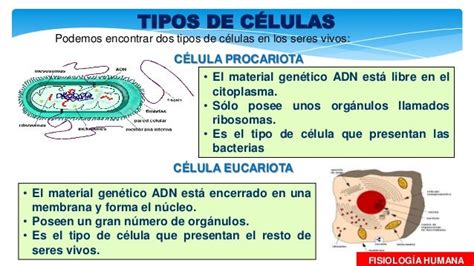 Anatomia Y Fisiologia De La Celula Humana Consejos Celulares