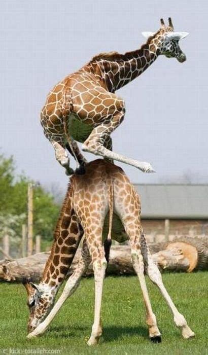 Girafe Qui Se Prend Pour Un Mouton Animals And Pets Baby Animals