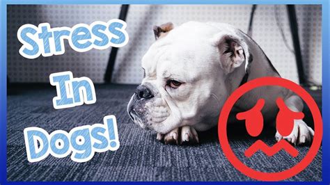 How To Deal With Stress In Dogs Signs And Symptoms Of Stress And How