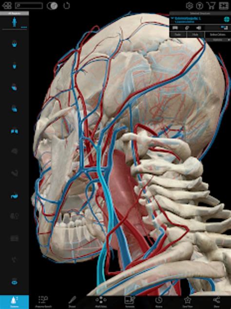 Human Anatomy Atlas 2021 Complete 3d Human Body For Android 無料・ダウンロード