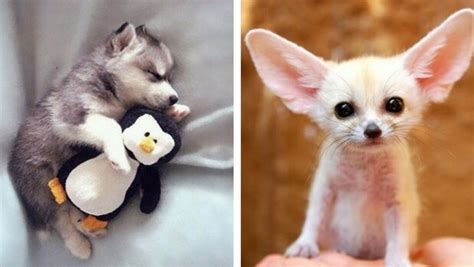 30 Of The Most Adorable Animals That Will Try Really Hard To Make You Smile
