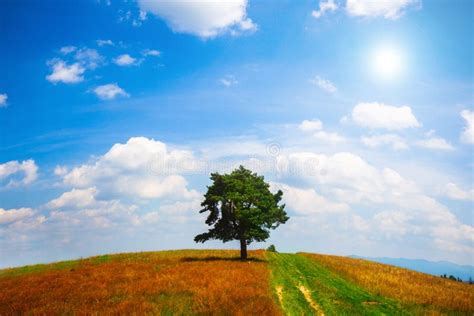 Lone Tree At The Summer Field Over Blue Sky Stock Photo Image Of
