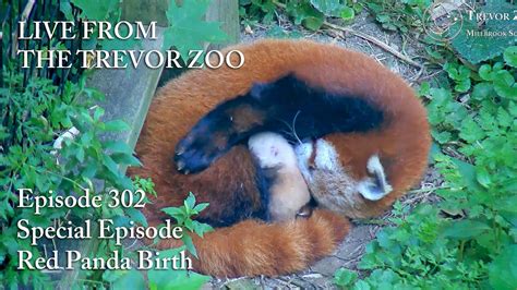 Live From The Trevor Zoo Episode 302 Red Panda Birth Youtube