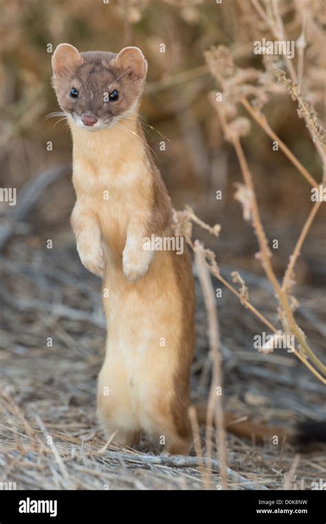 Stock Photo Of A Long Tailed Weasel Standing Up Stock Photo Alamy