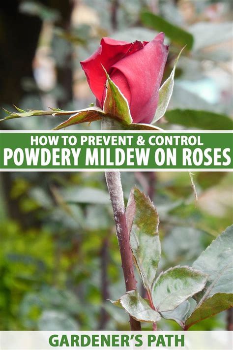 Powdery Mildew On Roses Is Incredibly Common And Can Be Very Destructive It Shows Up As A