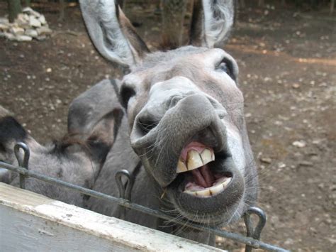 Watch Funny Donkey Kiss Fun Kids The Uks Childrens Radio Station