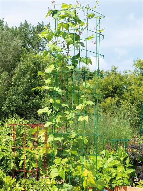 Bean Trellis Pole Bean Trellis Green Bean Trellis