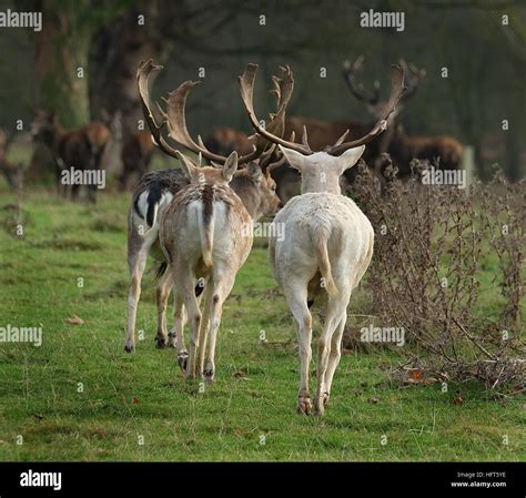 Rare White Fallow Deer Stag Hi Res Stock Photography And Images Alamy