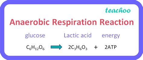 Difference Between Aerobic And Anaerobic Respiration In Table Form