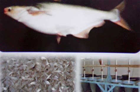 Dipilih ikan patin karena keuntungan dan kelebihannya sebagai ikan konsumsi untuk masyarakat luas tak adapun untuk indukan patin jantan, perutnya ramping dan akan keluar cairan berwarna putih. Teknologi Budidaya Ikan Patin Pasupati (Patin Daging Putih ...