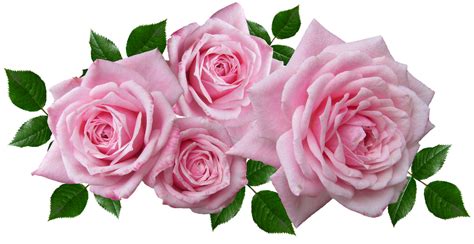 Roses Floral Arrangement Free Photo On Pixabay