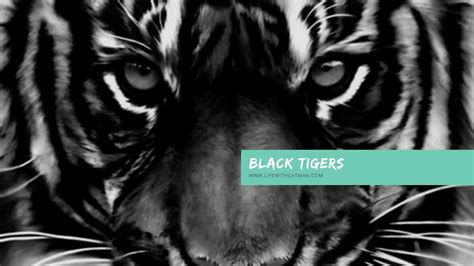 Black Tigers Youtube