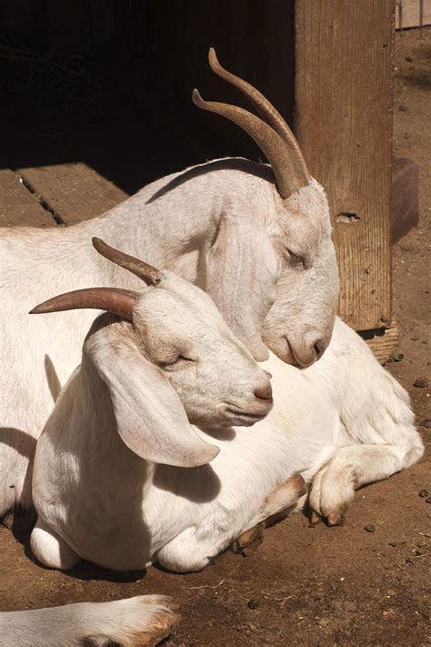 Love Mama Goat With Kid Photograph By Bob And Jan Shriner Fine Art