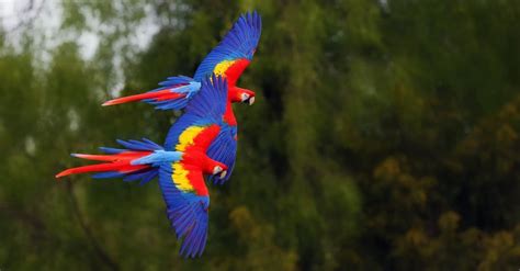 10 Incredible Scarlet Macaw Facts Wikipedia Point