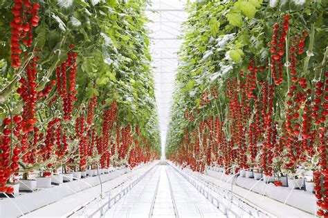 Greenhouse To Grocery Stocking Stores With Year Round Michigan Produce