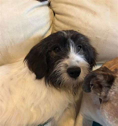 Bearded Collie Cross Dogs For Adoption