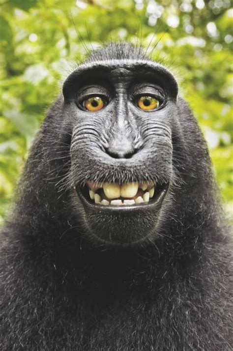 Pamiętacie Słynne Małpie Selfie Fotograf Ma Spore Problemy National
