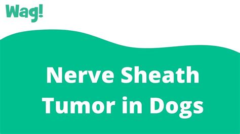 Nerve Sheath Tumor In Dogs Wag Youtube
