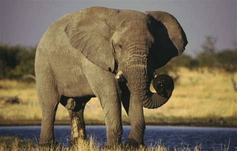 طول عمر فیل ها چقدر است؟ اطلاعات عمومی
