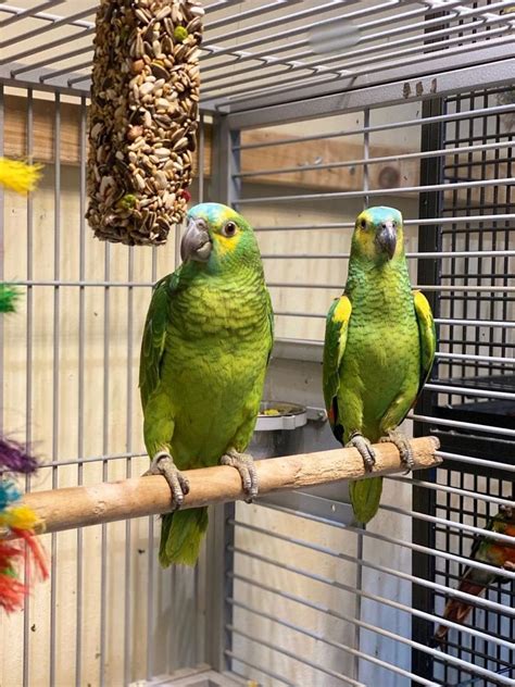 Amazon Talking Parrot For Sale Adoption From Dublin Dublin