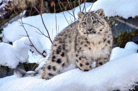 Snow leopards are felines that appear in the lion guard universe. Rare snow leopards spotted near Kazakhstan's Almaty amid ...