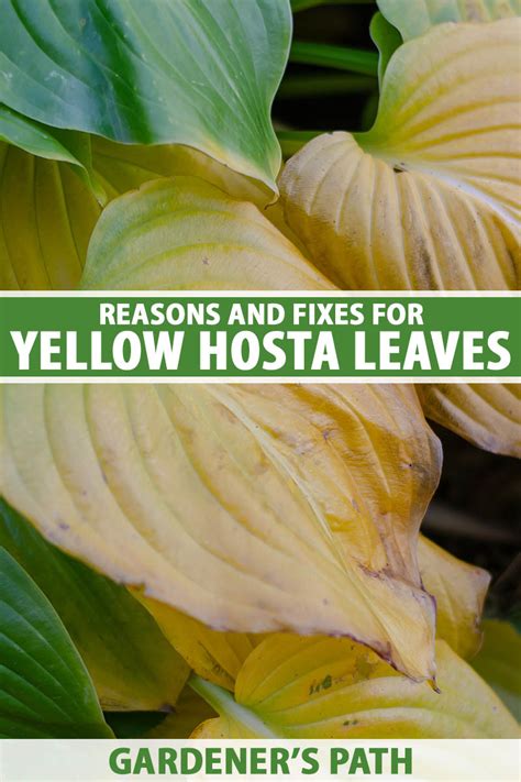 Why Are My Hosta Leaves Turning Yellow 9 Causes And Solutions