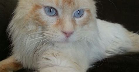 Redford Our Flame Point Balinese Hes So Handsome Ragdolls