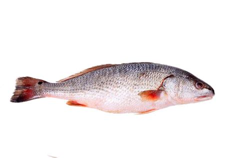 Sea Bass Stock Image Image Of Single Seafood Ocean 176336067