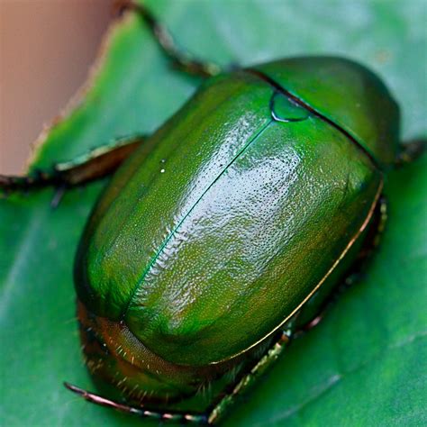 Into The Wild Shiny Green Beetle