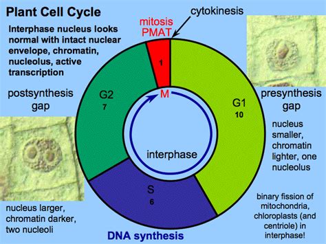 The cell cycle is made up of two main stages: Blog Archives - Tree blog