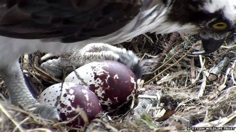 Loch Of The Lowes Webcam Catches Crow Taking Osprey Egg Bbc News