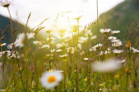 Field Of Daisies In Sunlight Wild Flowers In Summer Stock Photo