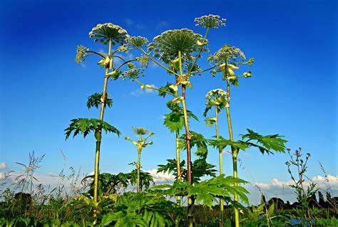 How To Identify Giant Hogweed And Avoid Severe Blisters And Burns