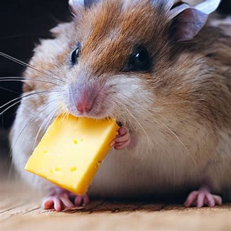 Can Hamsters Eat Cheese Everything You Need To Know