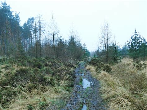 Forest Track Stainburn Moor Looking © Stephen Craven Geograph