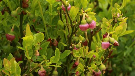 Blaeberry Facts And Information Trees For Life