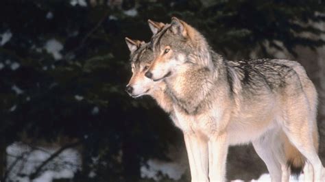 Montana Proves That Gray Wolves Need Federal Endangered Species Act