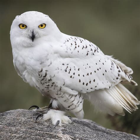 Snowy Owl Beale Wildlife Park And Gardens