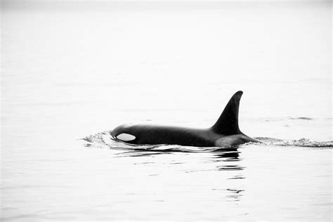 Orca Vancouver Island Sean Scott Photography