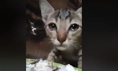 Un Gato Se Puso A Llorar Al Comer Por Primera Vez Después De Tres Semanas